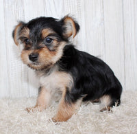 Morkie