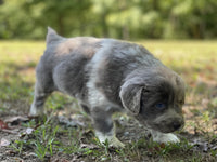 Newfoundland Aussie Mix