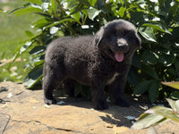Newfoundland