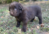 Newfoundland Aussie Mix