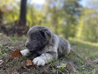 Newfoundland Aussie Mix