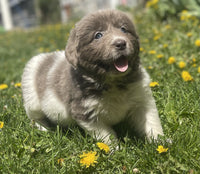 Newfoundland