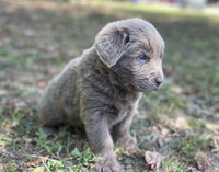 Newfoundland Aussie Mix