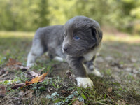 Newfoundland Aussie Mix