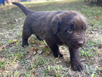 Newfoundland Aussie Mix