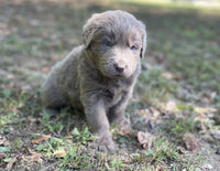 Newfoundland Aussie Mix