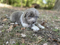 Newfoundland Aussie Mix