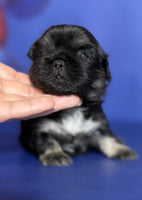 Pekingese