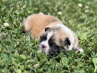 Pekingese