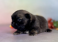 Pekingese