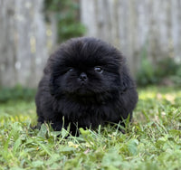 Pekingese