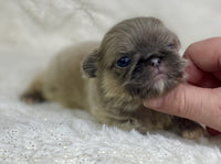 Pekingese