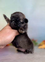 Pekingese