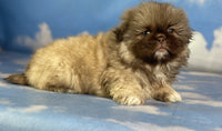 Pekingese