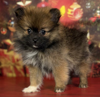 Pomeranian