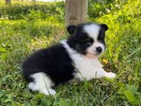 Pomeranian