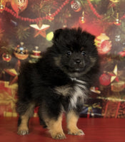 Pomeranian