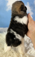 Pomeranian 