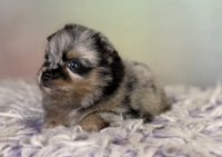 Pomeranian