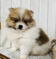 Pomeranian