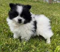 Pomeranian