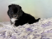 Pomeranian