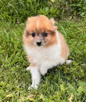 Pomeranian