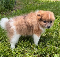 Pomeranian