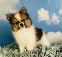 Pomeranian