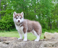 Pomsky