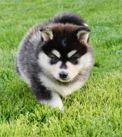 Pomsky