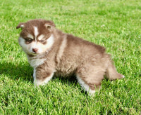 Pomsky