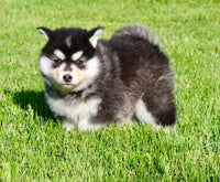 Pomsky