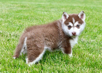 Pomsky