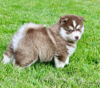 Pomsky
