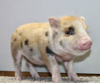 Mini Pot Belly Pig