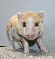 Mini Pot Belly Pig