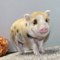 Mini Pot Belly Pig