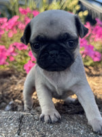 Pug