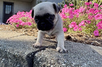 Pug