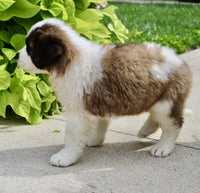 Saint Bernard