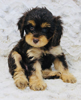Cavapoo