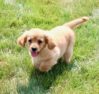 Mini Golden Retriever
