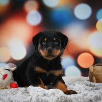 Rottweiler