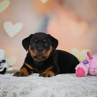 Rottweiler