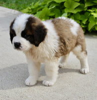 Saint Bernard