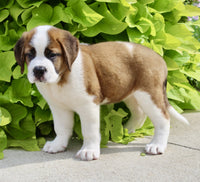 Saint Bernard