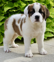 Saint Bernard