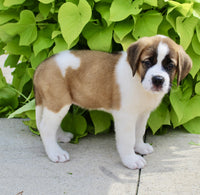 Saint Bernard