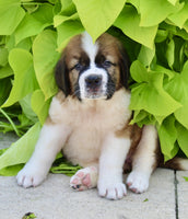 Saint Bernard